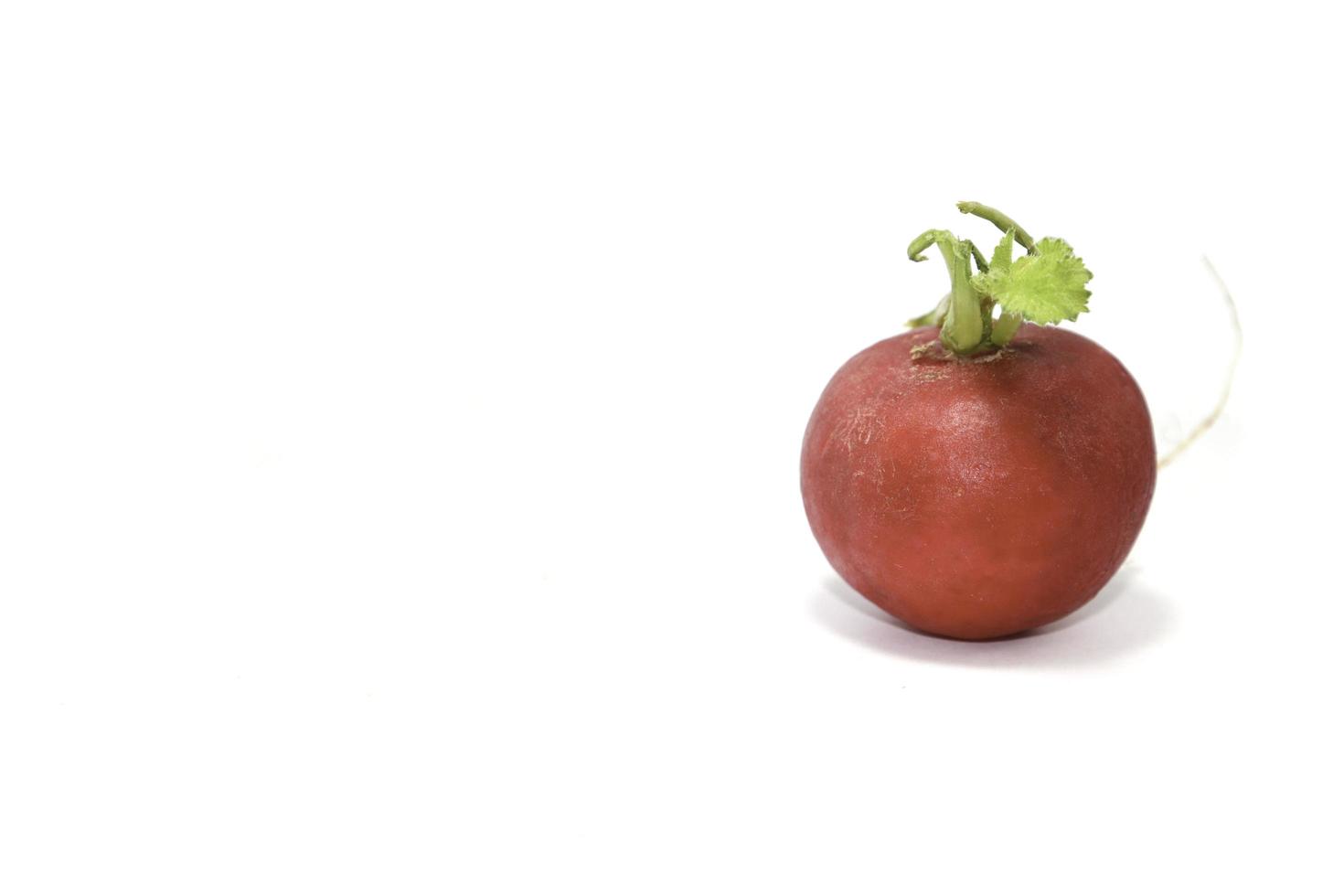 rabanetes vermelhos ou ovos de páscoa, cultivados organicamente, recém-colhidos, prontos para fazer saladas ou pratos comestíveis em um piso branco vertical no meu estúdio em casa. foto