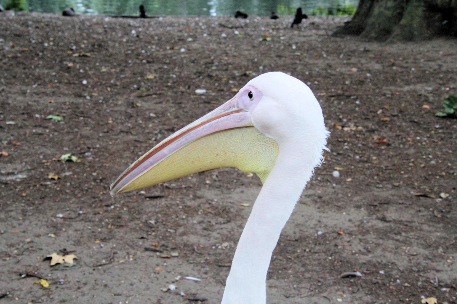 um close-up de um pelicano em londres foto