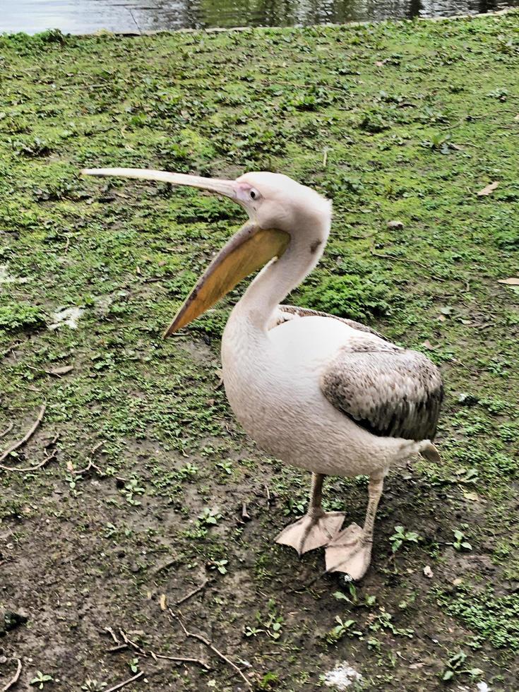 um close-up de um pelicano em londres foto