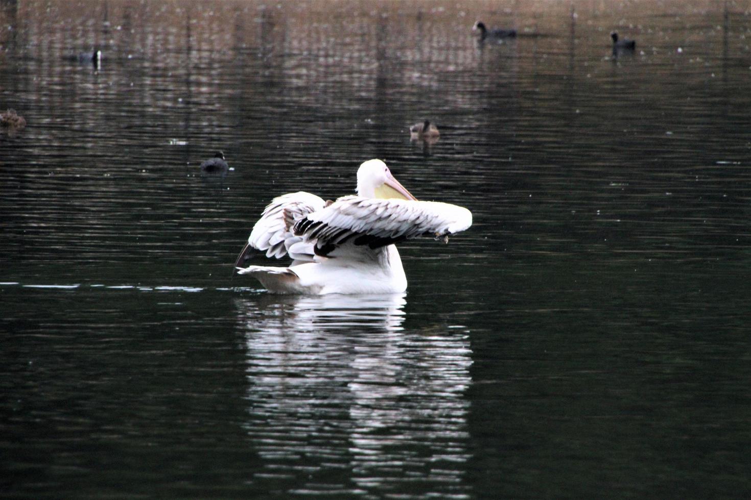 um close-up de um pelicano em londres foto