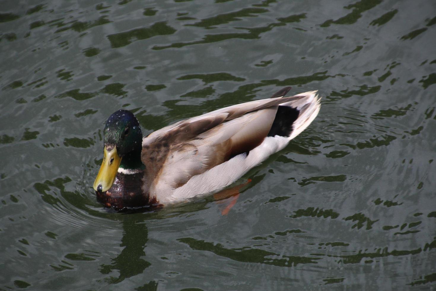 uma vista de um pato-real foto