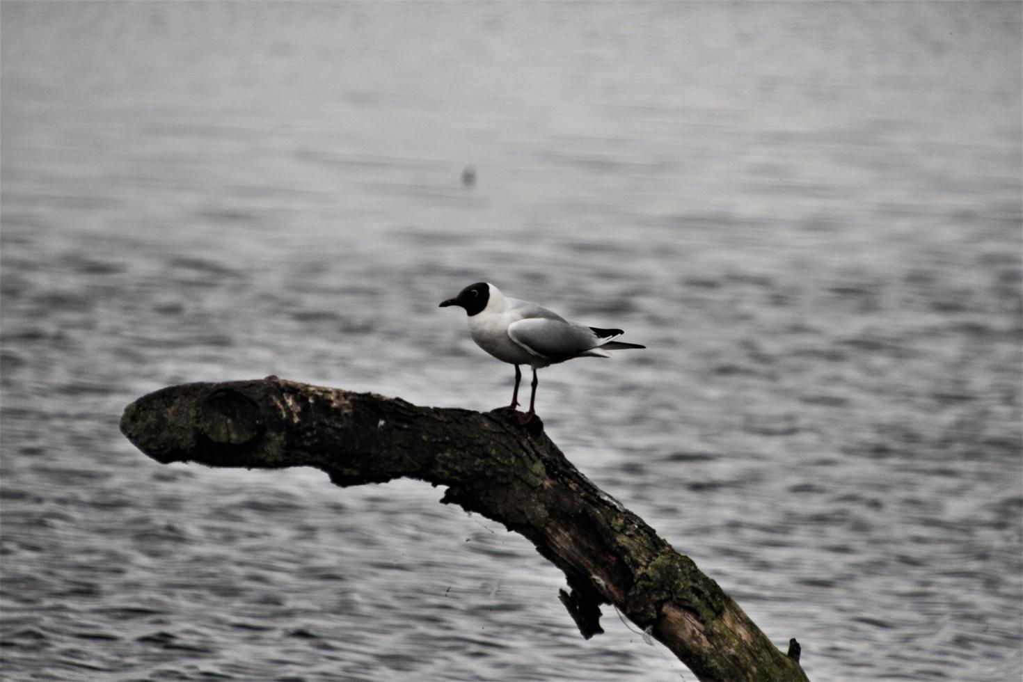 um close-up de uma gaivota de cabeça preta foto