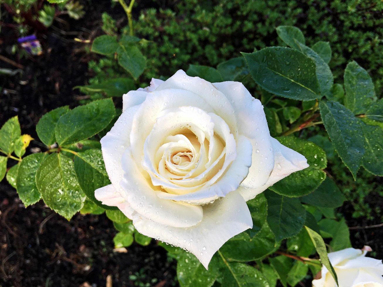 uma vista de uma rosa branca no jardim foto