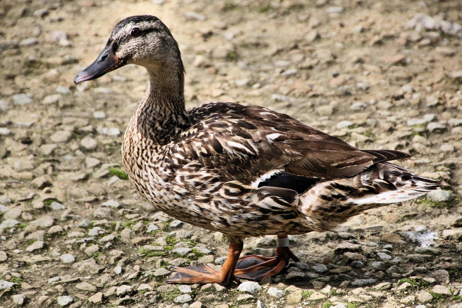 uma vista de um pato-real foto