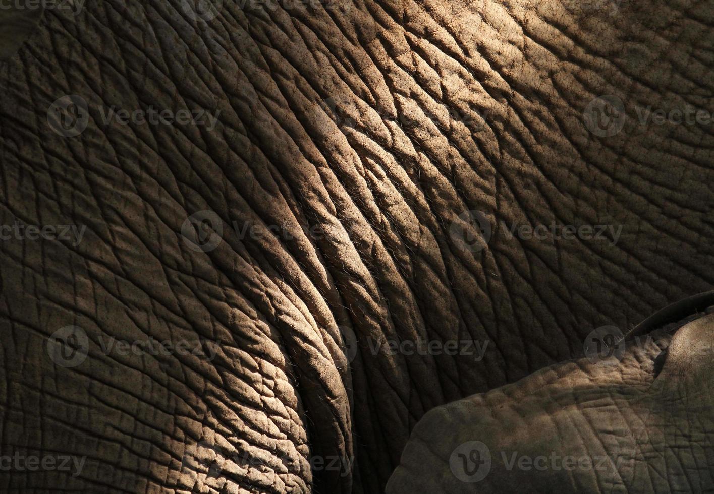 close-up de pele de elefante, áfrica do sul foto