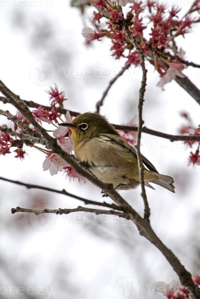 mejiro durante a temporada de sakura em uma árvore de cerejeira em tóquio, japão foto