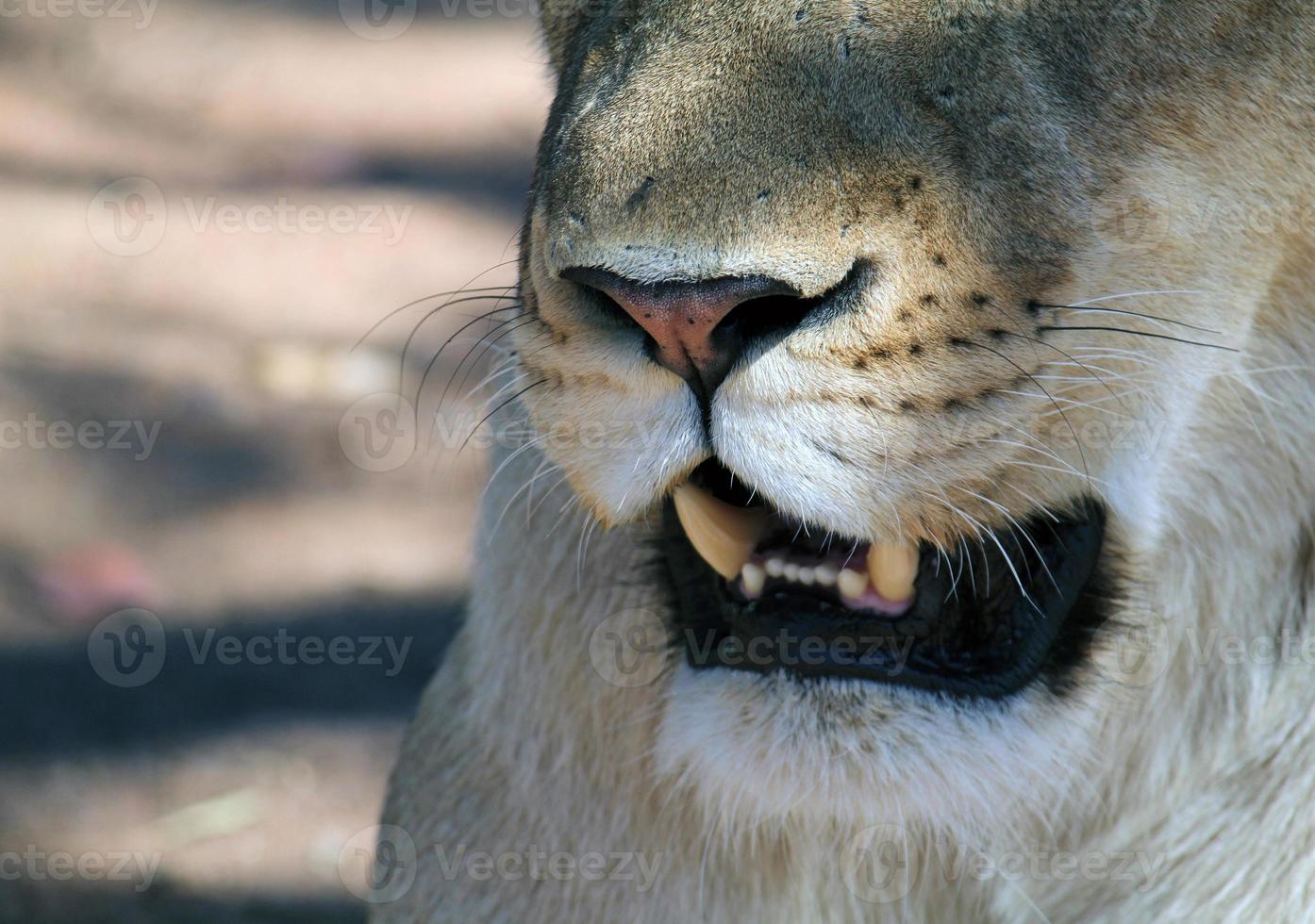 close-up de um leão na sombra foto
