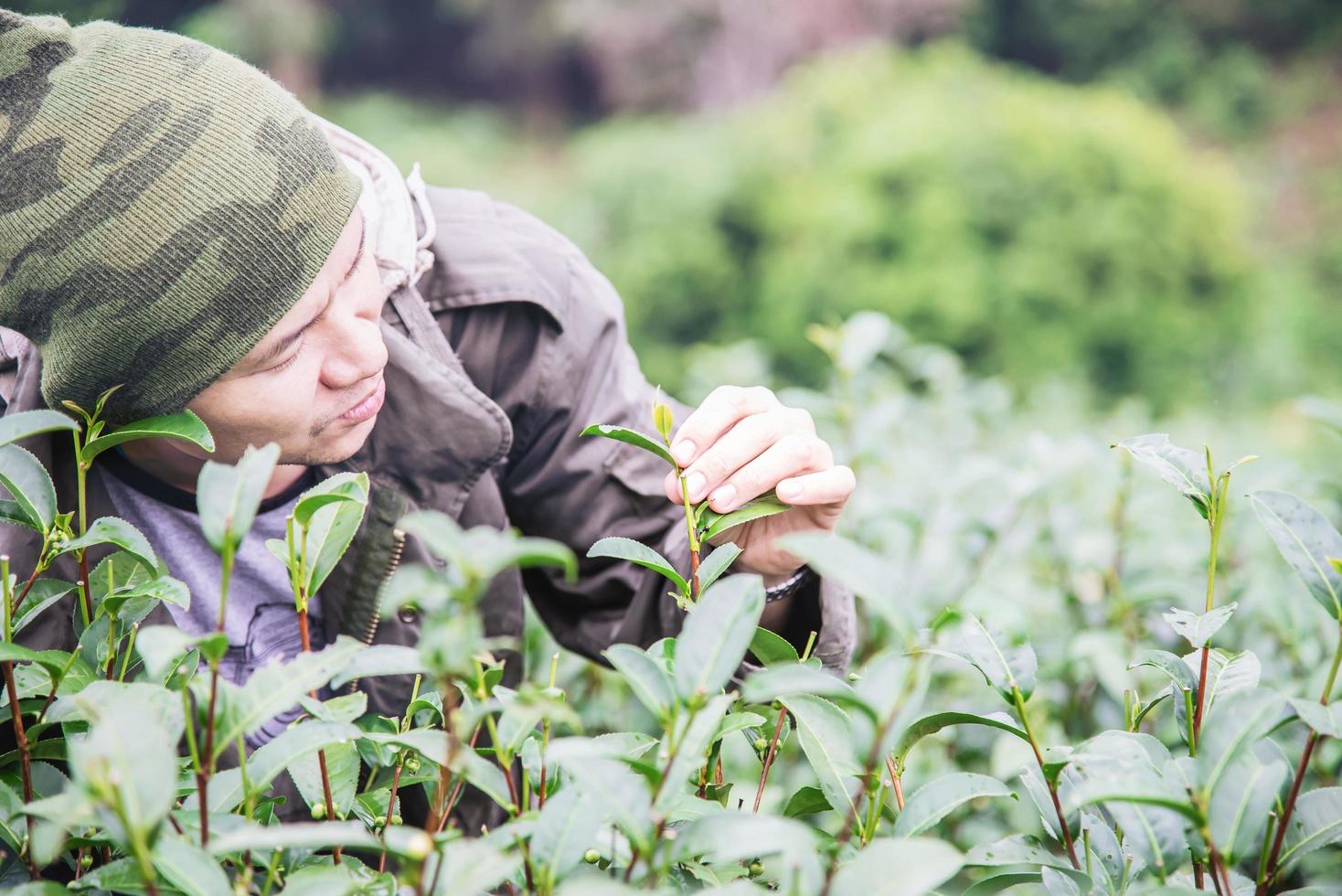 colheita do homem - escolha folhas frescas de chá verde no campo de chá de terra alta em chiang mai tailândia - pessoas locais com agricultura no conceito de natureza de terra alta foto