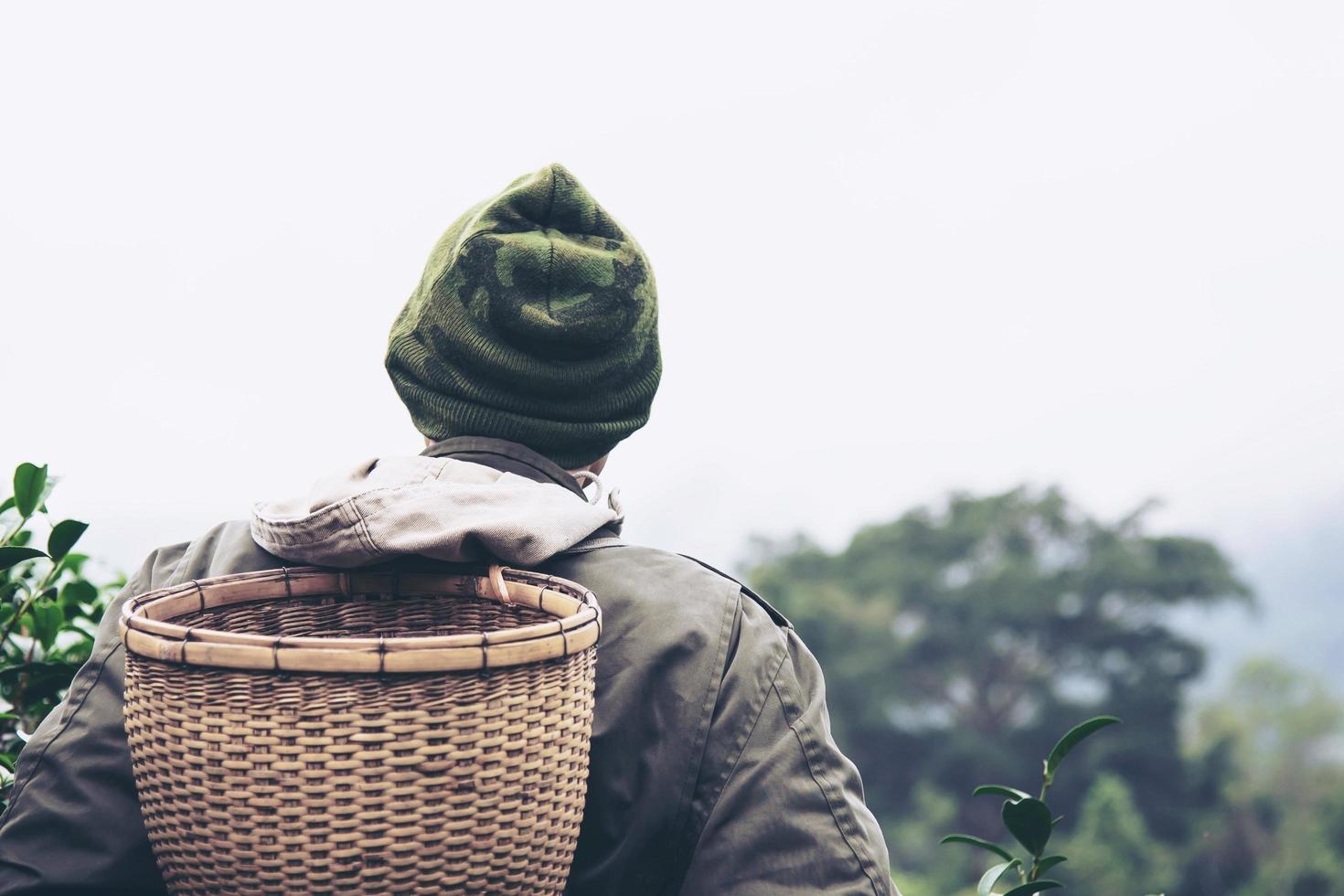 colheita do homem - escolha folhas frescas de chá verde no campo de chá de terra alta em chiang mai tailândia - pessoas locais com agricultura no conceito de natureza de terra alta foto