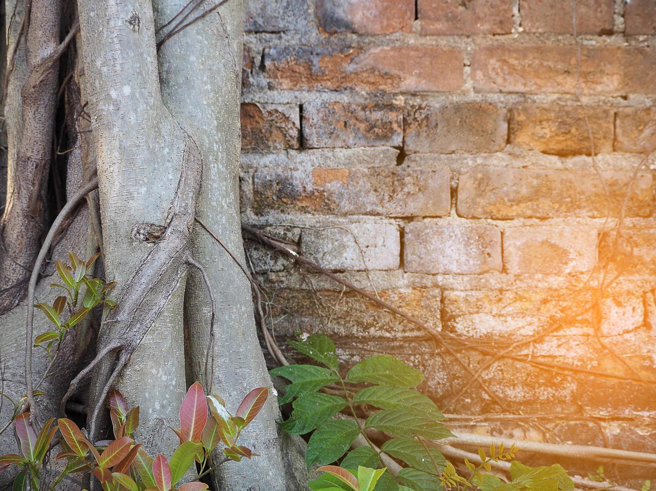 parede de tijolos com raízes de árvore com efeito de luz solar foto