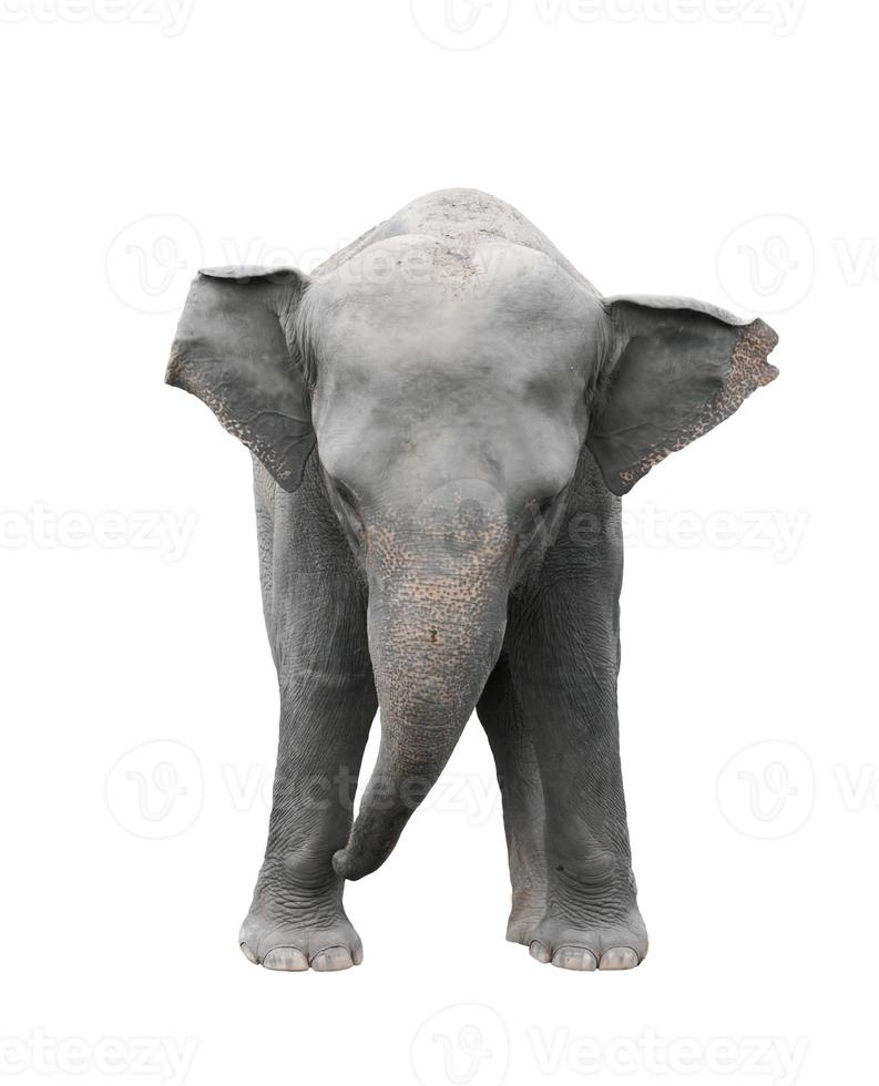 fundo branco isolado de elefante asiático foto