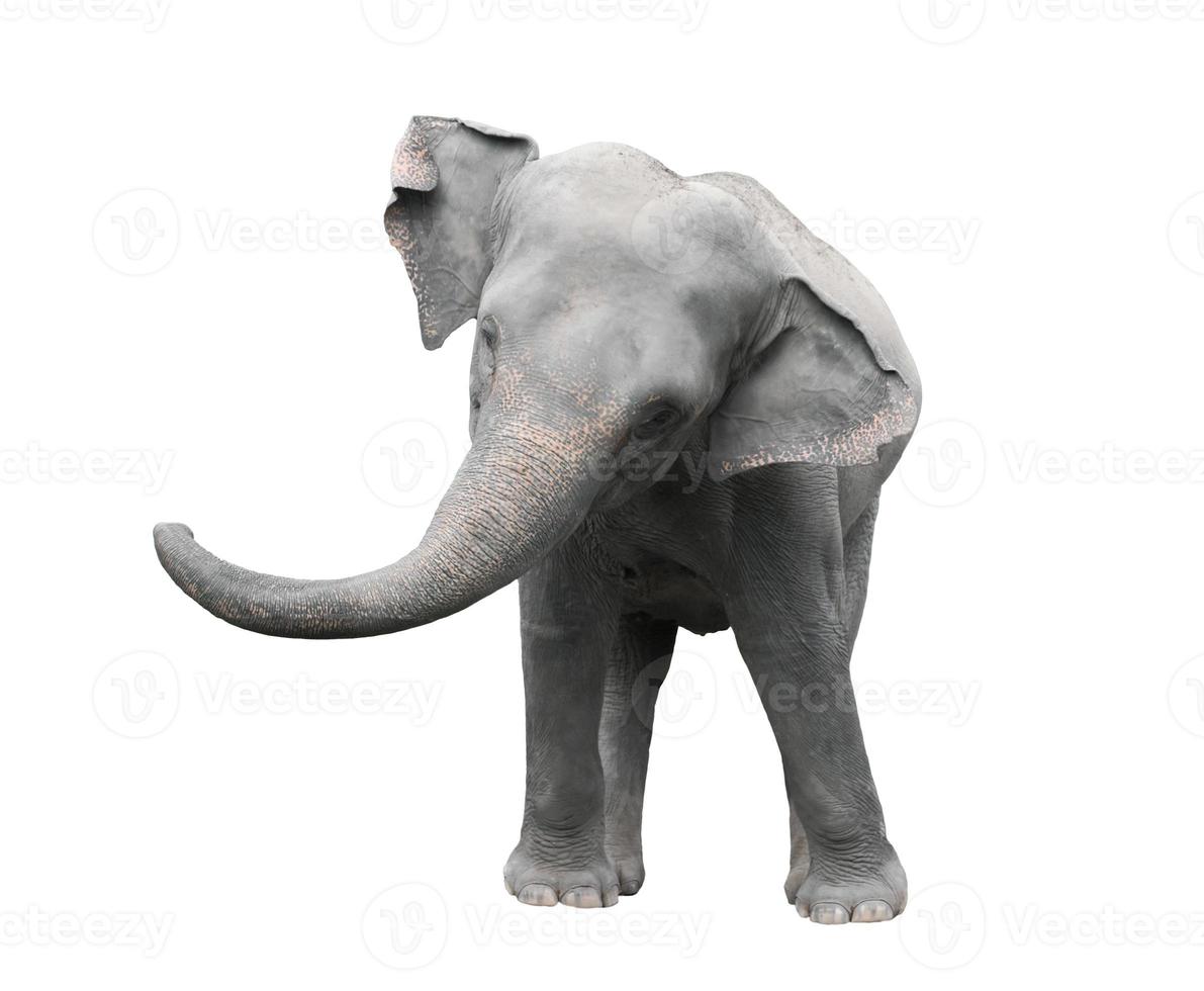 fundo branco isolado de elefante asiático foto