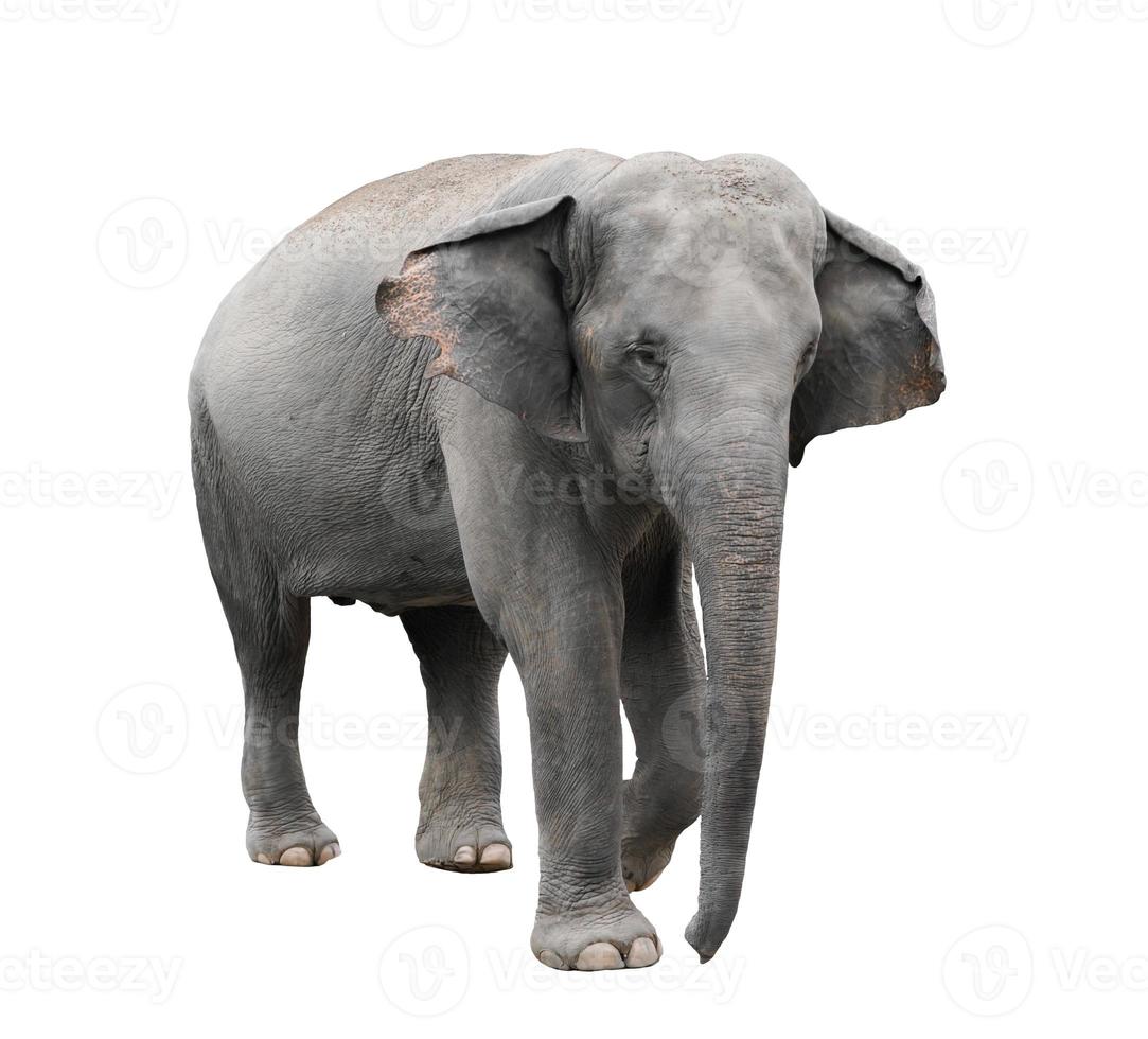 fundo branco isolado de elefante asiático foto