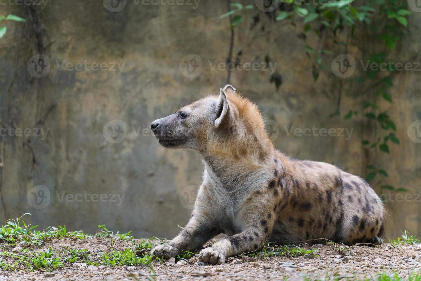 hiena manchada no zoológico foto