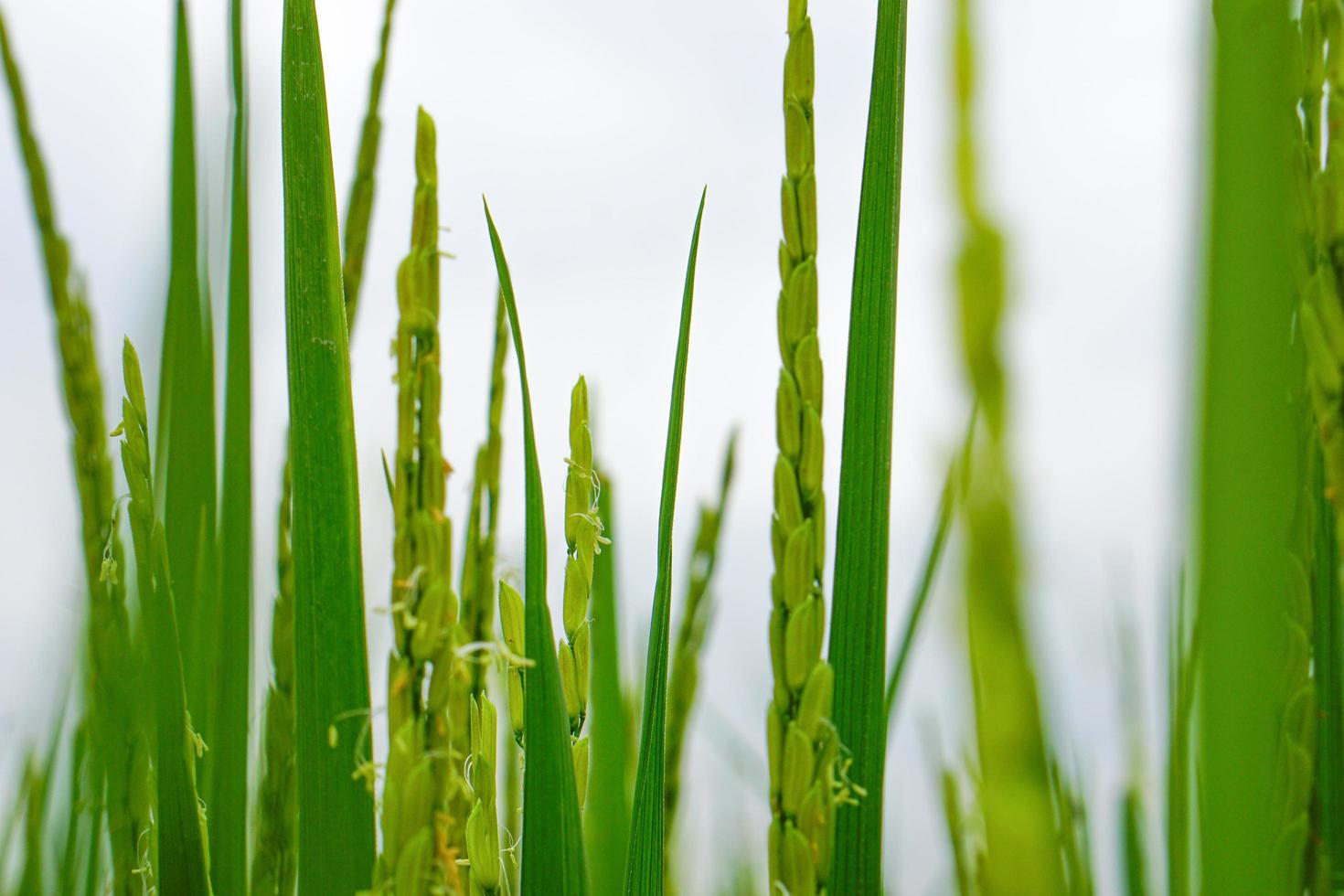 close-up vista da planta de arroz está crescendo, desfocar o fundo. foto