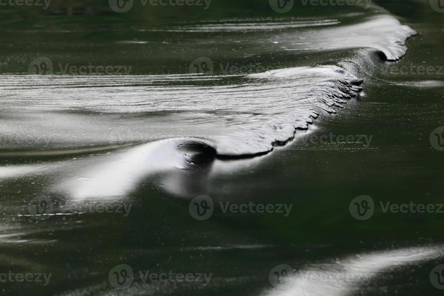 derramamento de petróleo bruto na praia foto