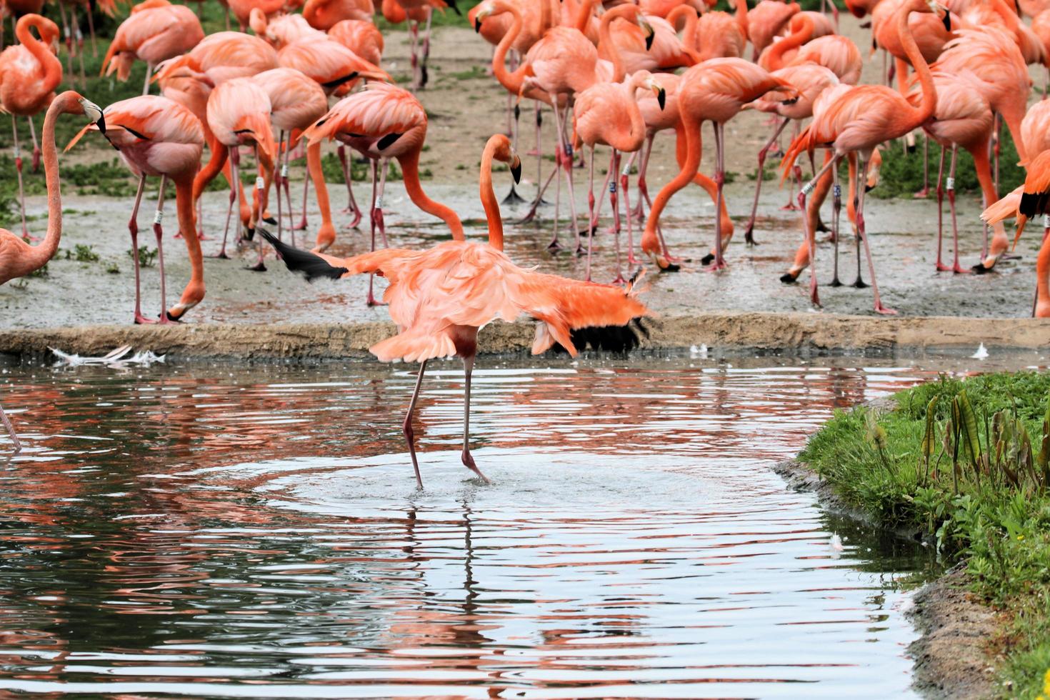 vista de um flamingo na reserva natural de slimbridge foto