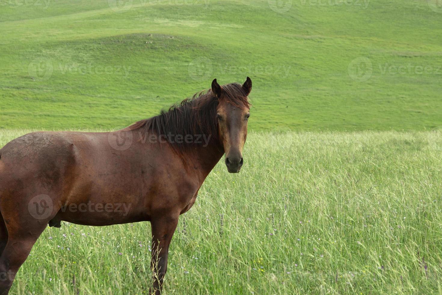 um cavalo jovem marrom escuro fica em um campo verde com grama exuberante em um pasto de montanha. foto