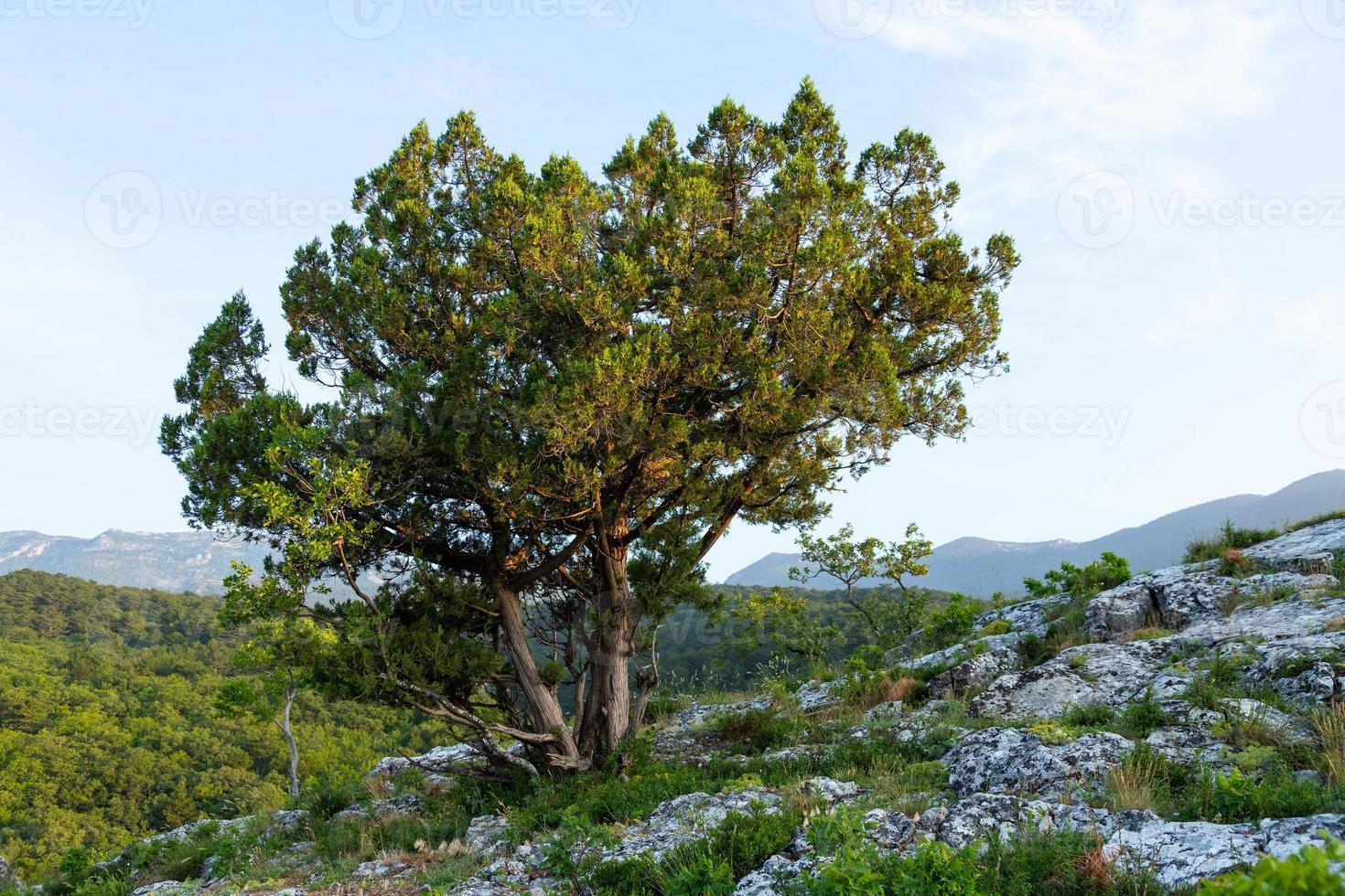 uma árvore solitária crescendo em uma rocha nas montanhas selvagens .. foto