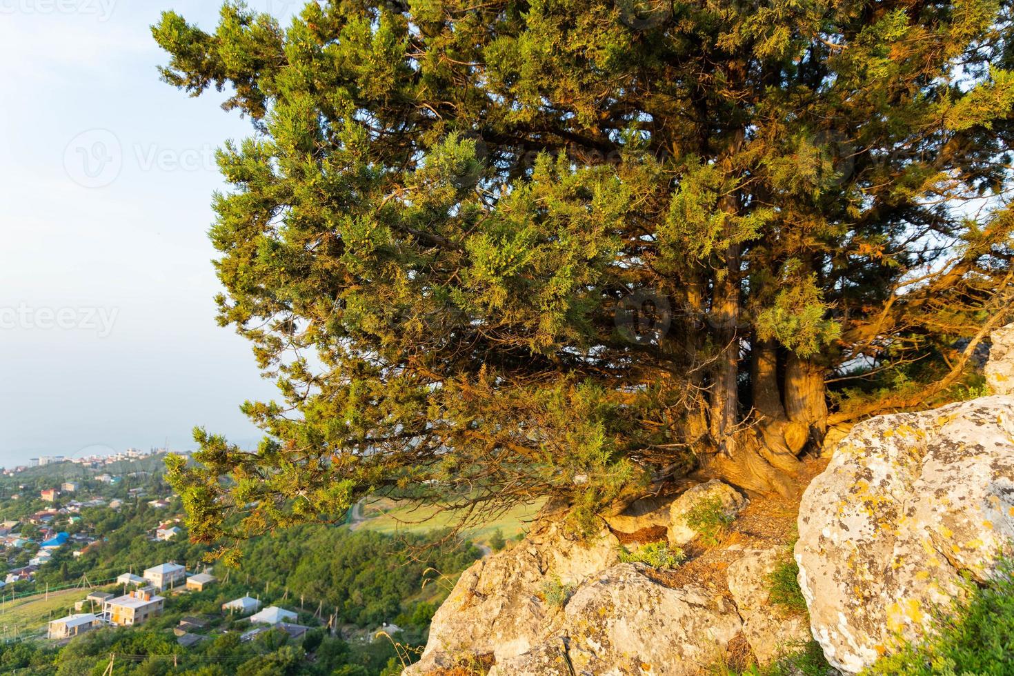 uma árvore solitária crescendo em uma rocha nas montanhas selvagens .. foto