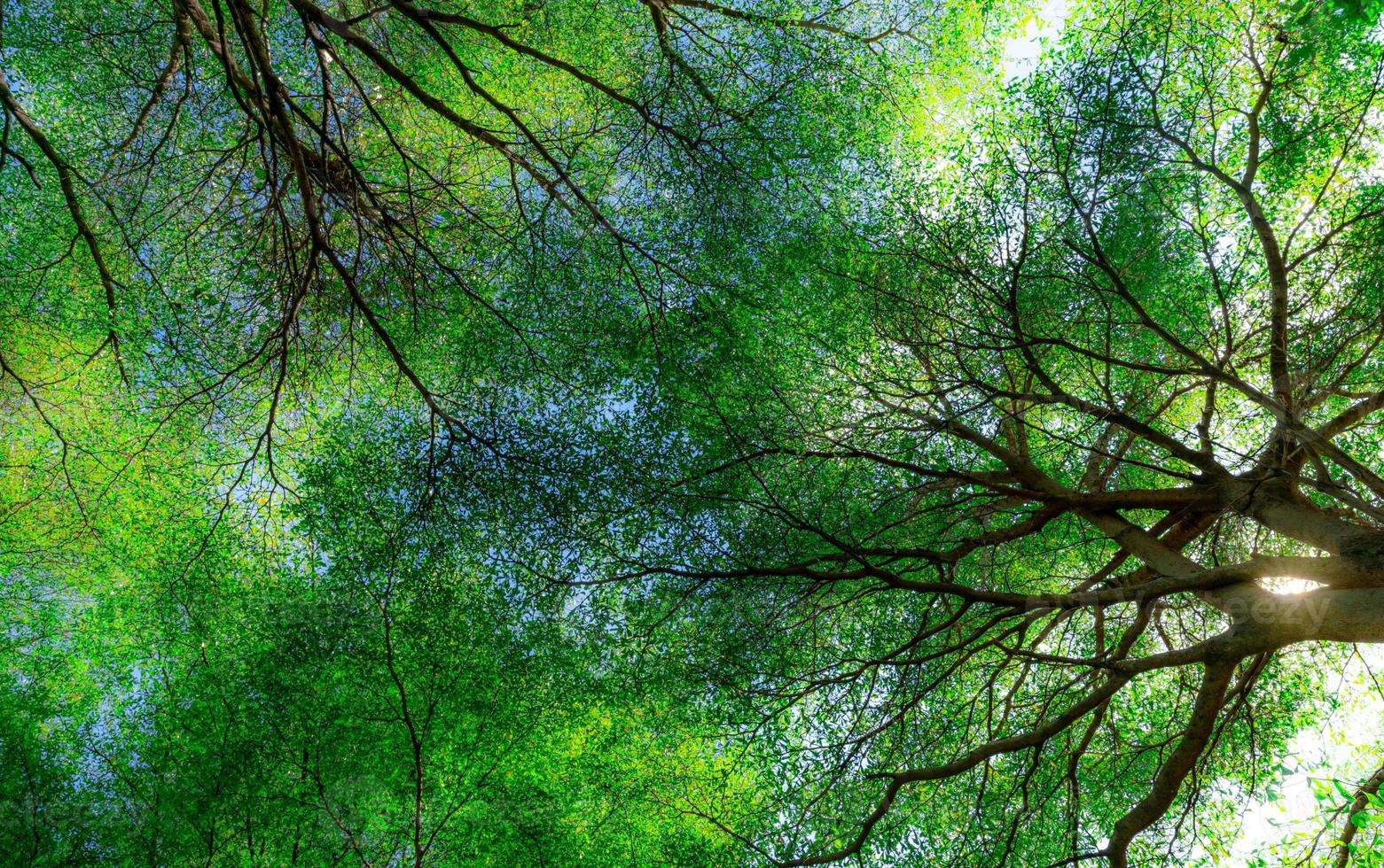 vista inferior de galhos de árvores e folhas verdes de árvores na floresta tropical com luz solar. ambiente fresco no parque. planta verde dá oxigênio no jardim de verão. árvore da floresta com pequenas folhas em dia ensolarado. foto