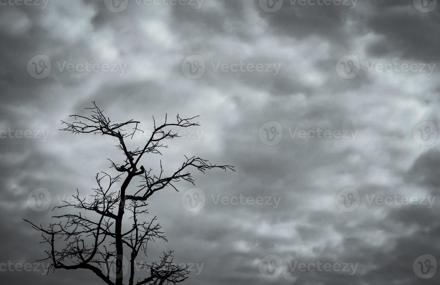 silhueta árvore morta no céu dramático escuro e fundo de nuvens brancas para uma morte pacífica. céu tempestuoso em terra seca. triste da natureza. morte e fundo de emoção triste. padrão único de galhos mortos. foto