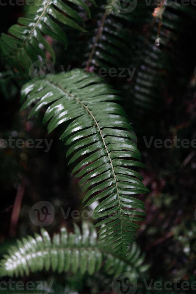 folhas de samambaia verde foto