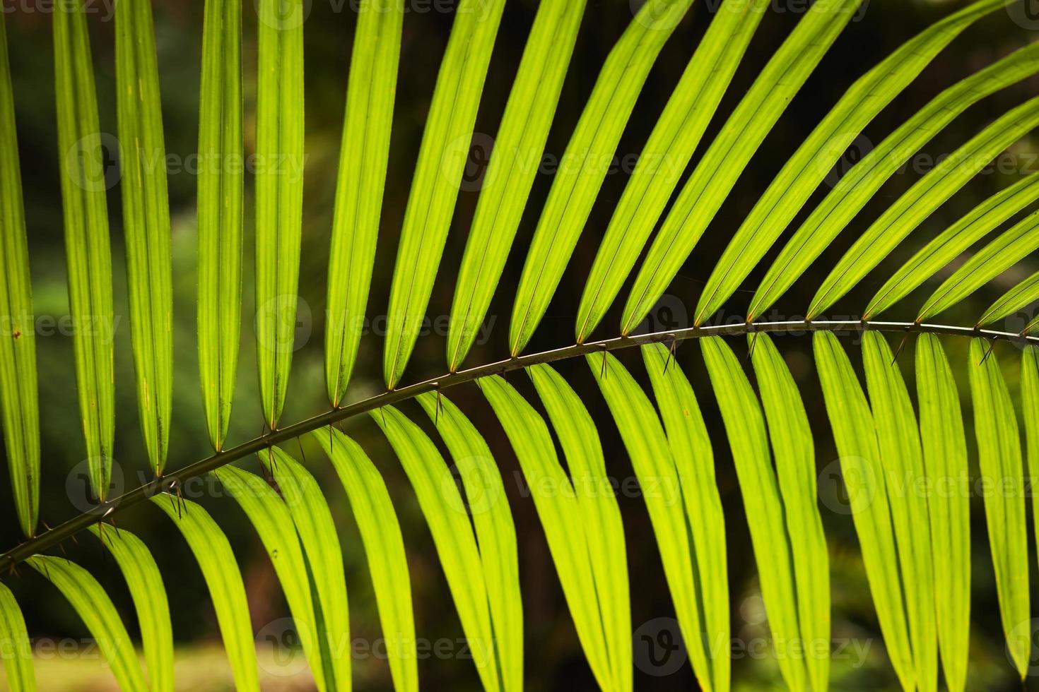 folhas de palmeira foto