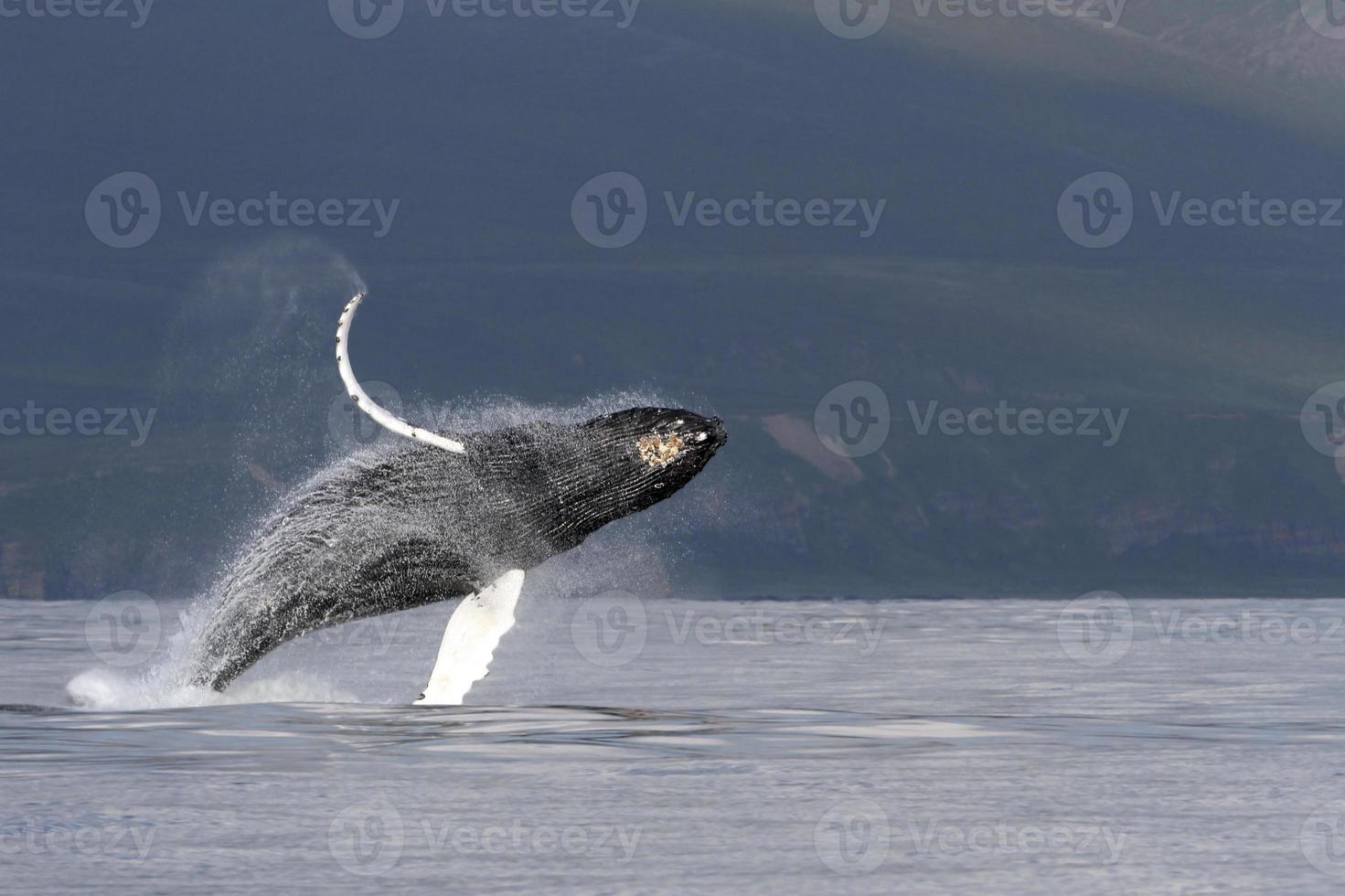 violação de baleia jubarte foto