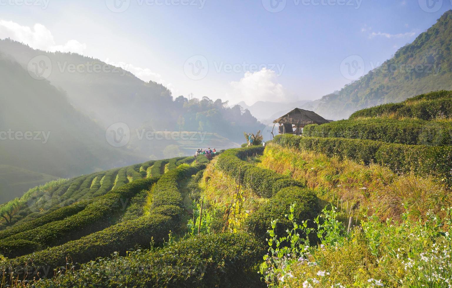 plantação de chá em doi ang khang, chiang mai, tailândia foto
