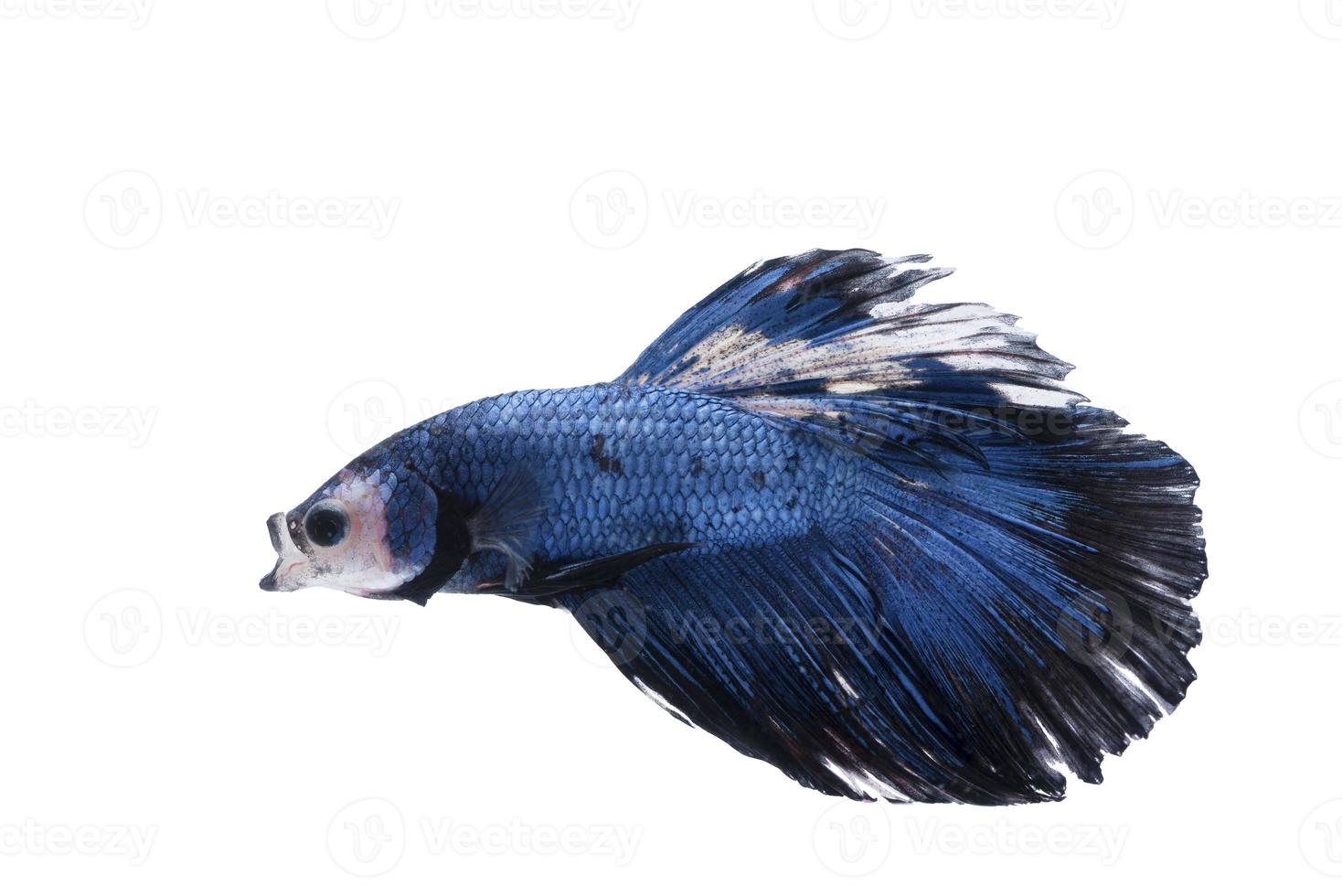 peixe-lutador-siamês isolado no fundo branco foto