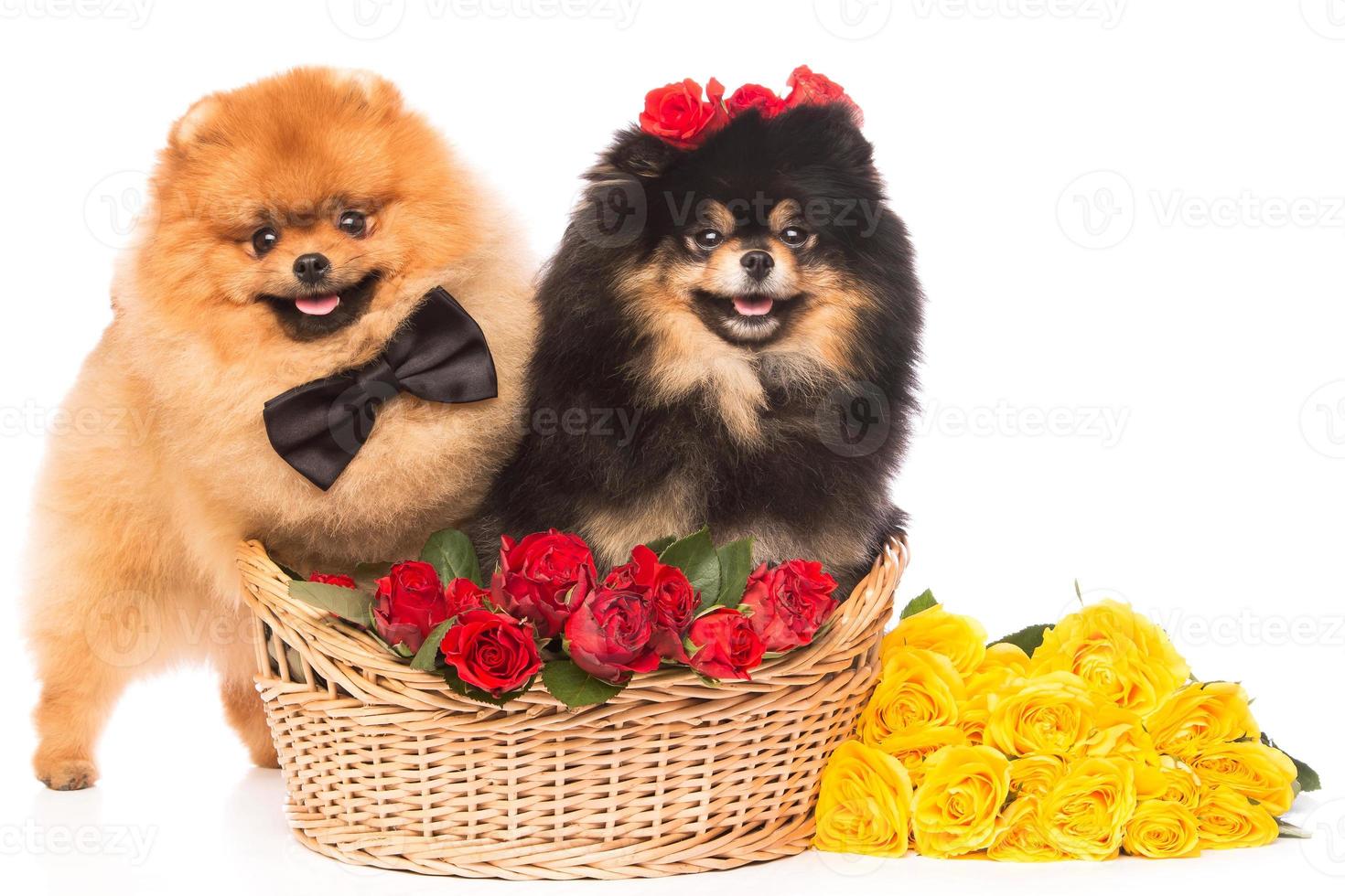 cães spitz na cesta com flores foto