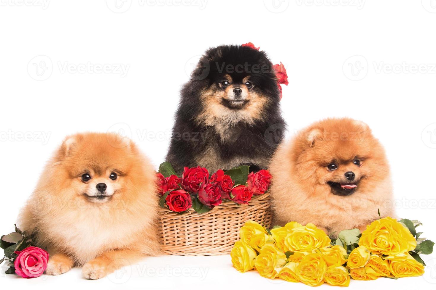 cães spitz na cesta com flores foto