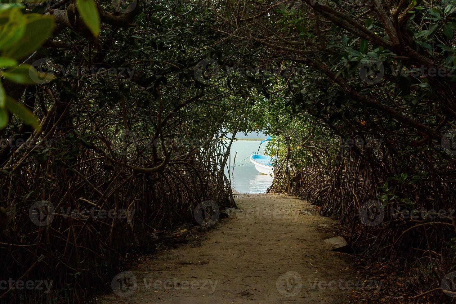 túnel na selva para o lago foto