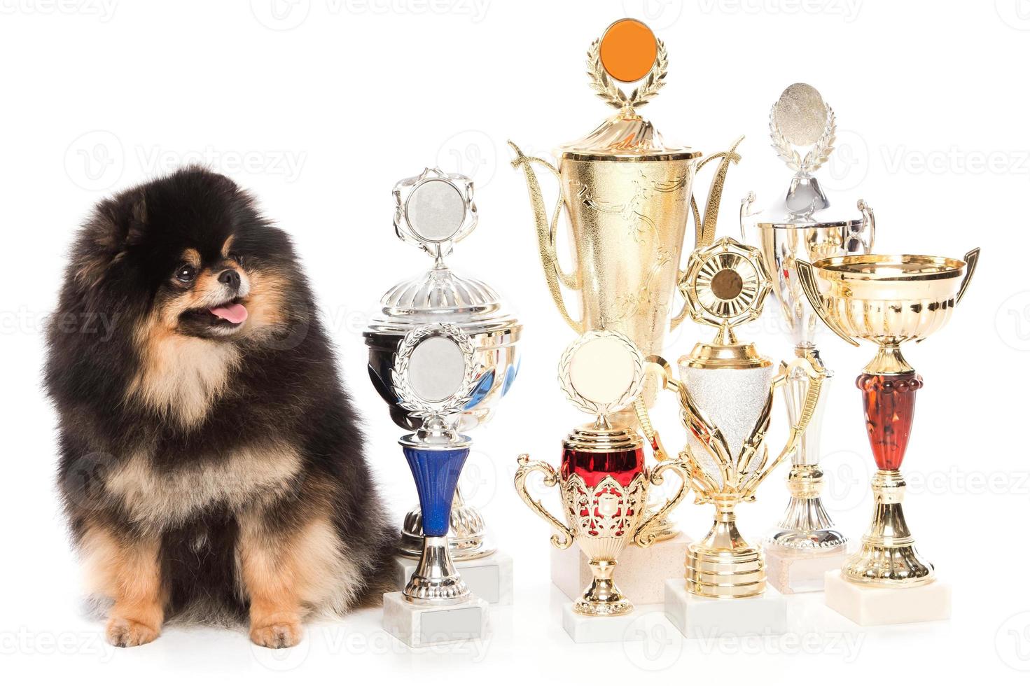 cão spitz pomeranian com copos de vencedor foto