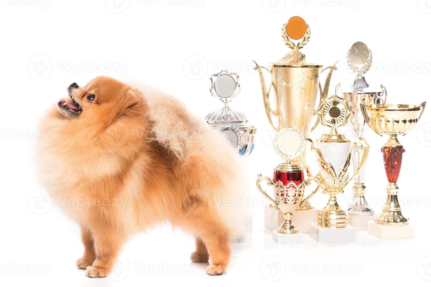 cão spitz pomeranian com copos de vencedor foto