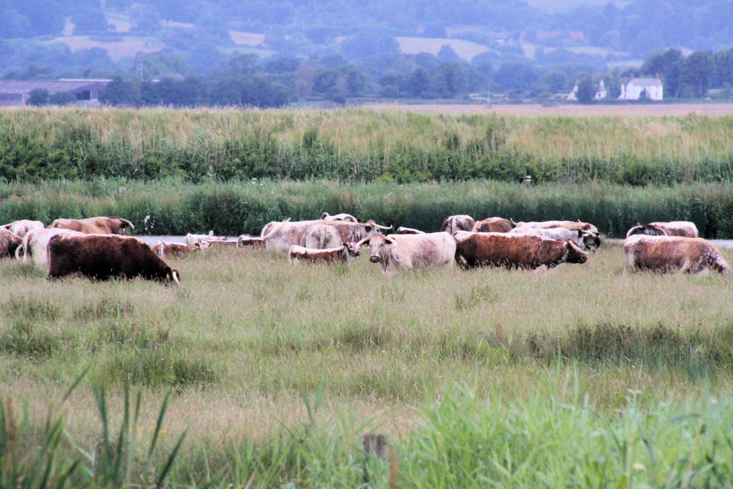 uma vista de uma vaca em um campo perto de slimbridge em gloucestershire foto