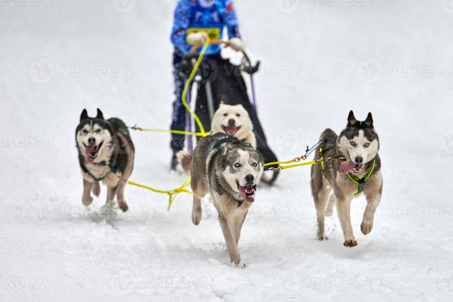 corrida de cães de trenó husky foto