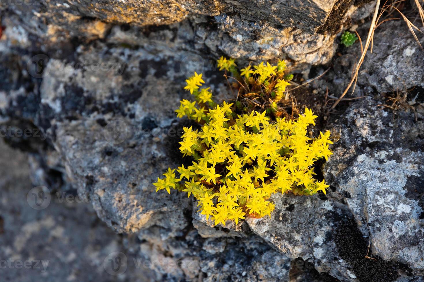 pequenas flores amarelas brilhantes crescendo nas fendas da rocha. . foto