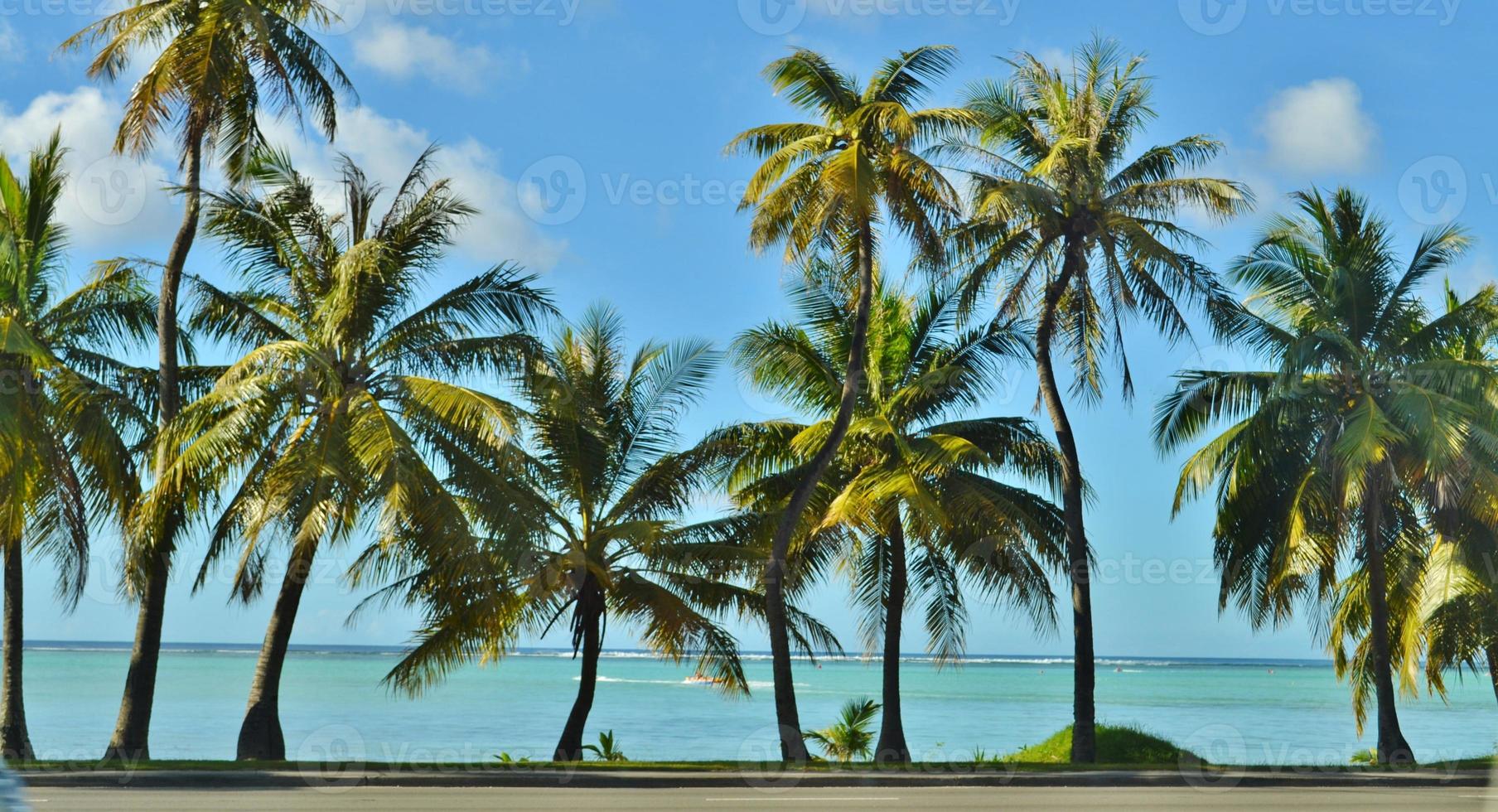palmeiras em um paraíso tropical foto