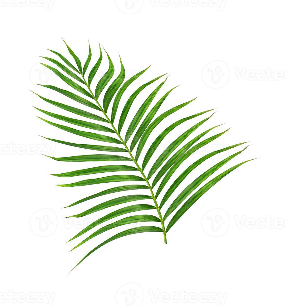 folhas verdes de palmeira isoladas no fundo branco foto