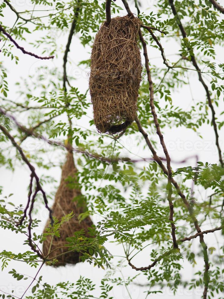 ninho pássaro tecelão pendurar no fundo da natureza da árvore foto