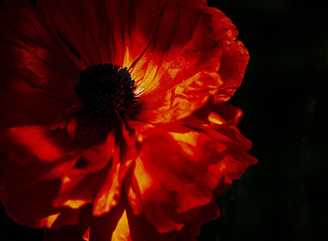 a flor escura mostrando contraste gritante. foto