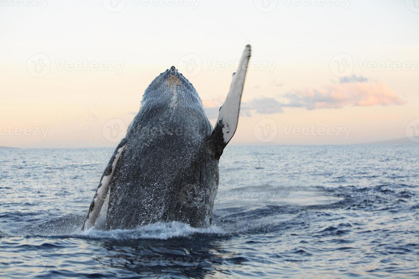 rompendo baleia jubarte foto