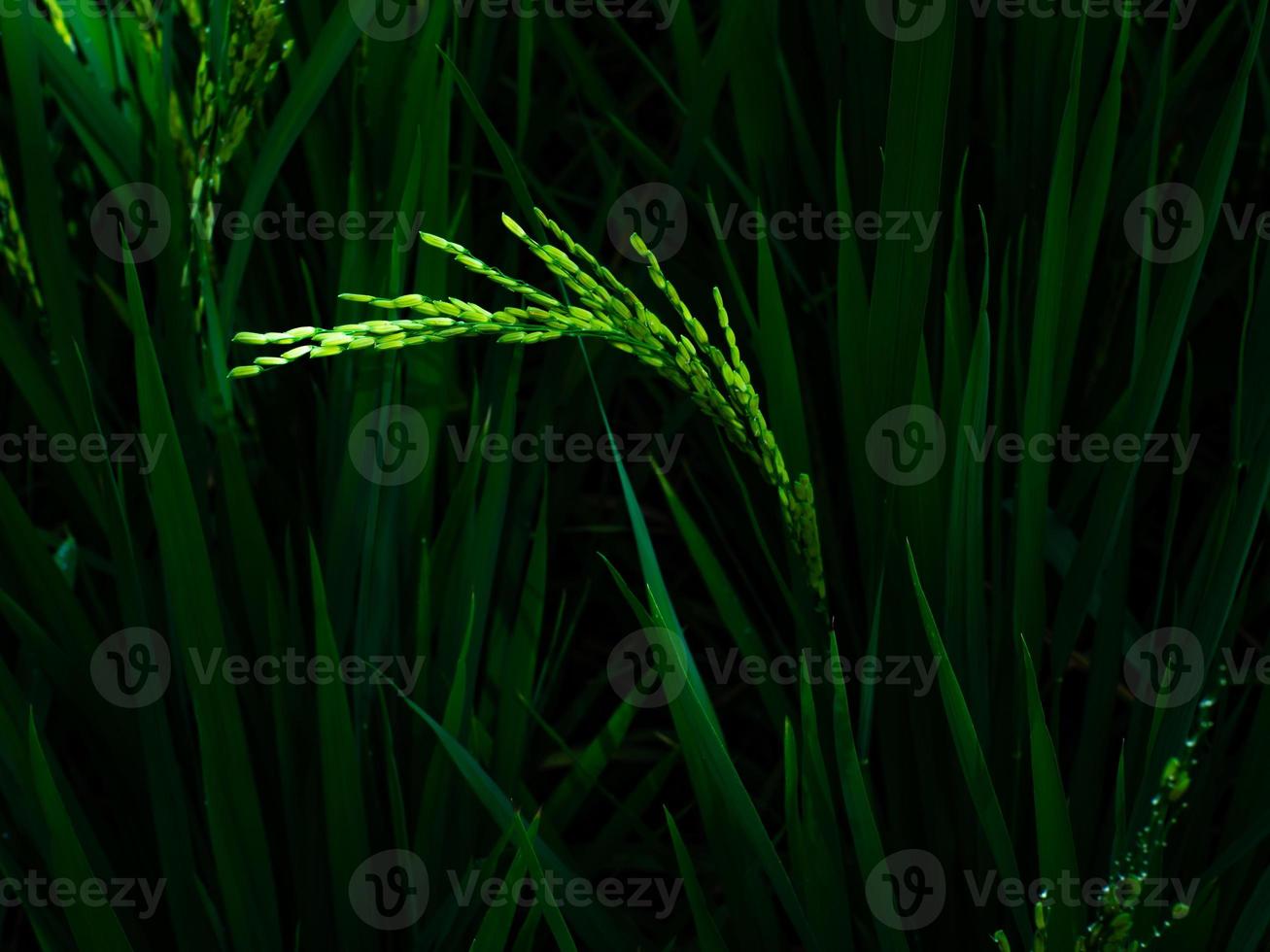 as plantas de arroz estão crescendo e verdes. foto