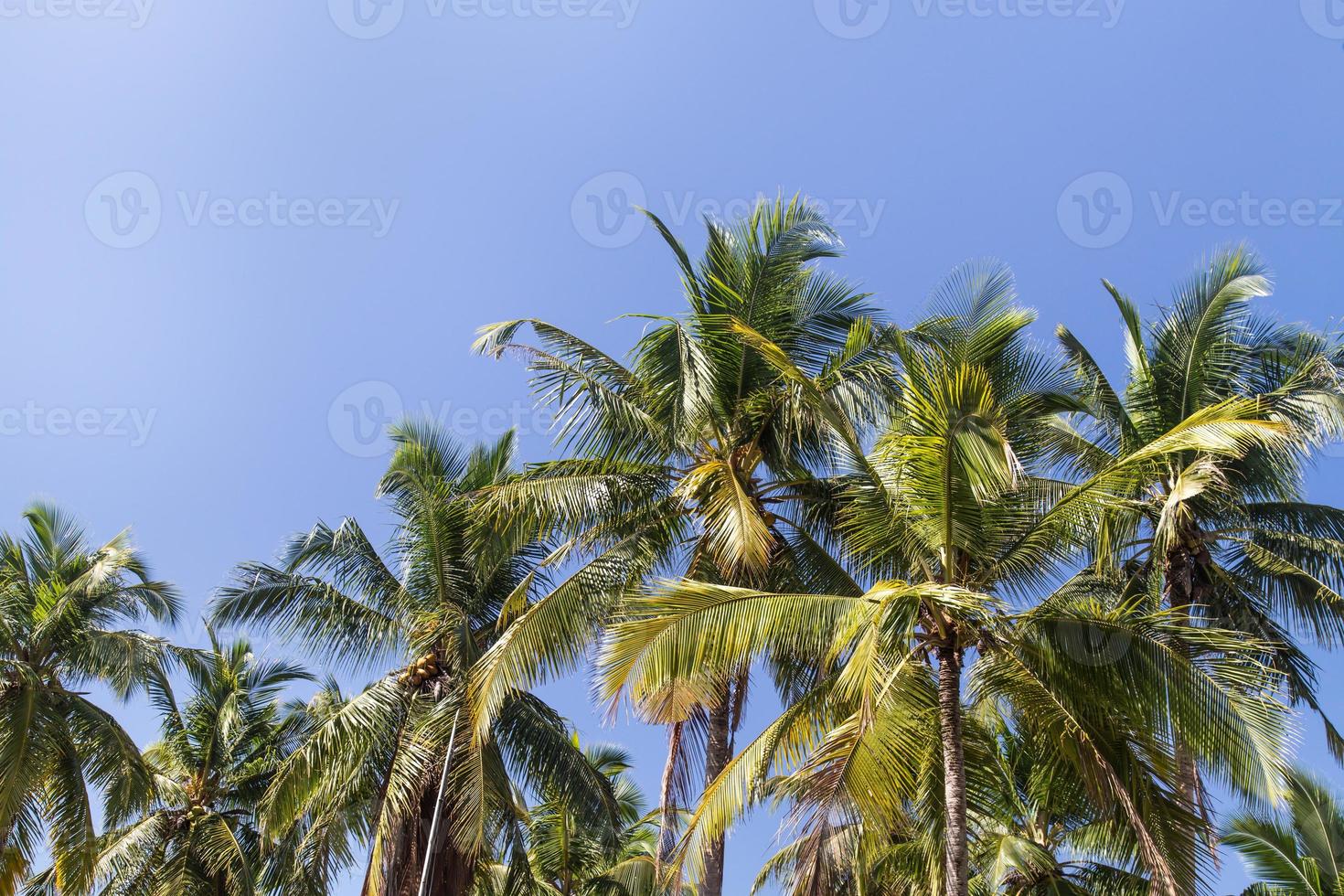 palmeiras com coco sob o céu azul foto