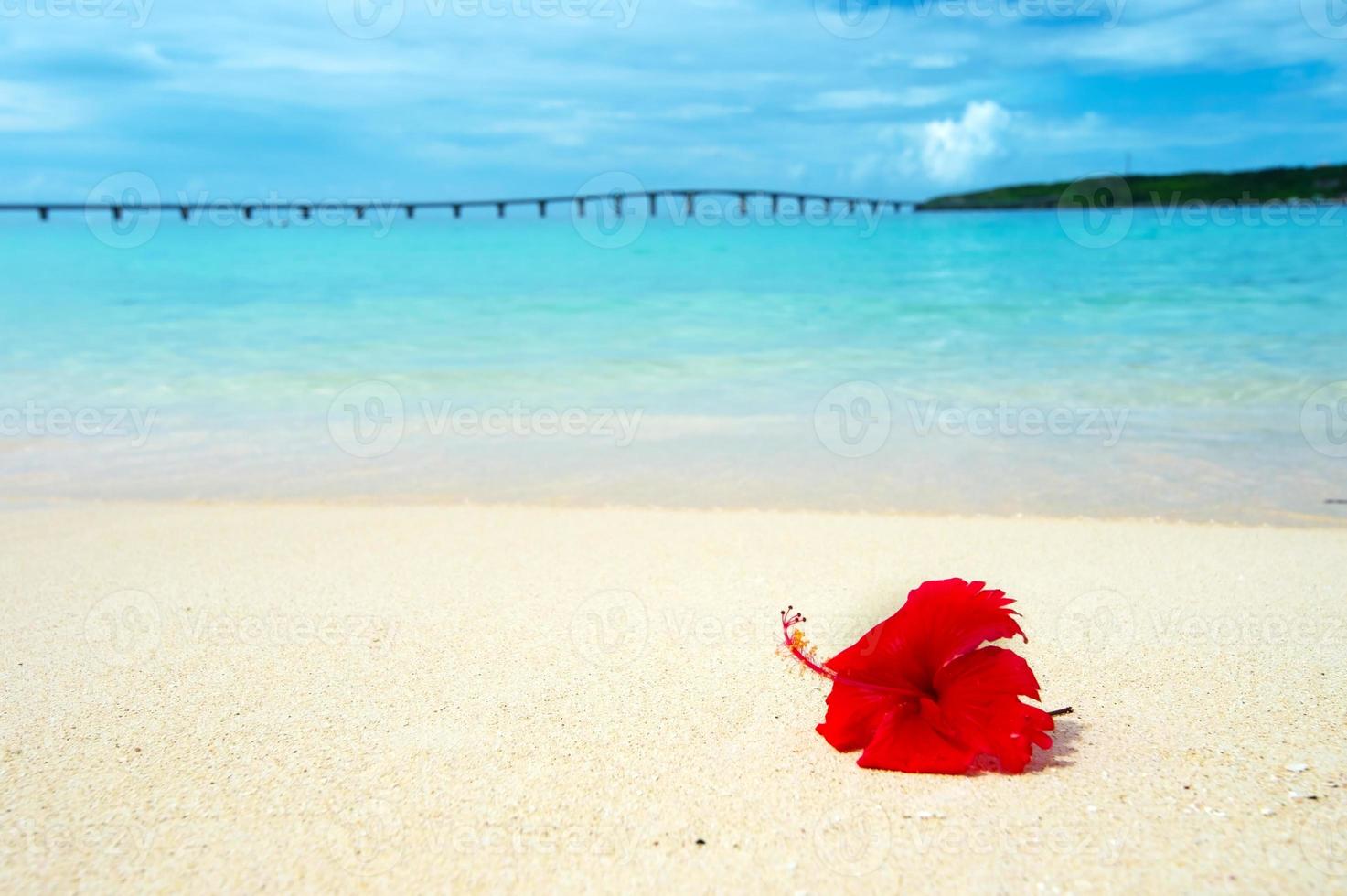 hibisco na praia tropical foto
