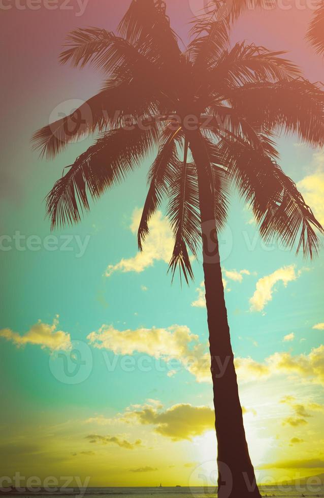 palmeira havaiana com estilo retrô foto