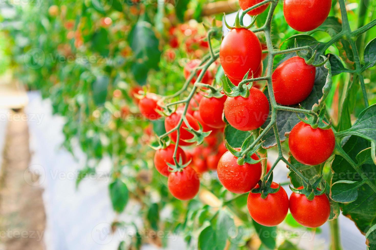 crescimento de plantas de tomates vermelhos maduros frescos no jardim de estufa orgânica pronto para colher foto