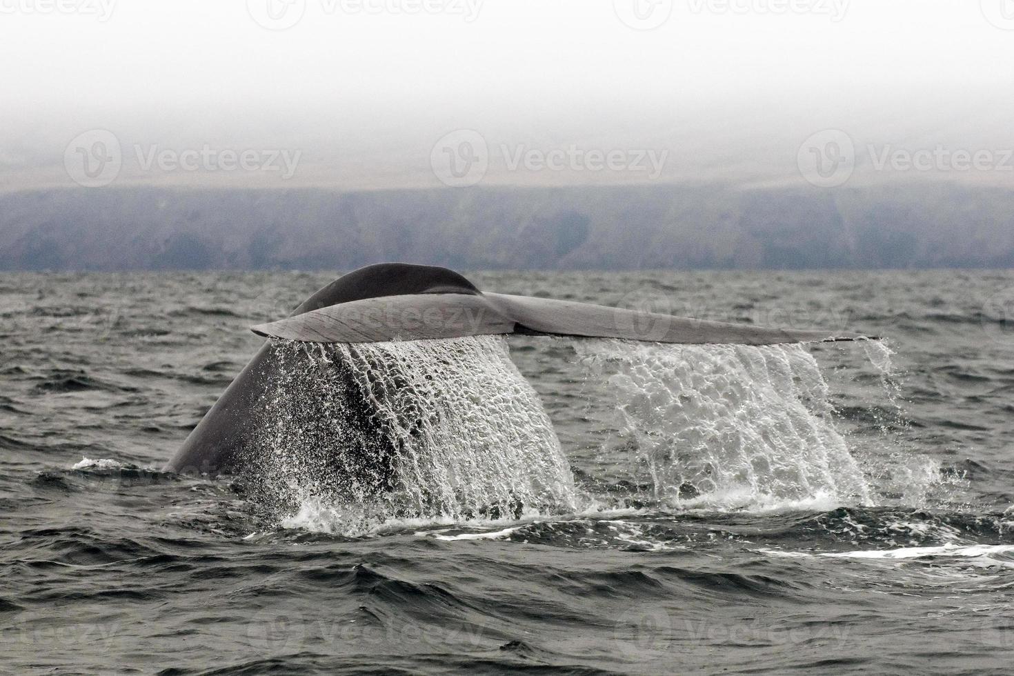 solha da baleia azul foto